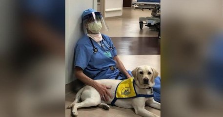 Ce chien de thérapie réconforte les médecins des urgences en première ligne dans la lutte contre le coronavirus