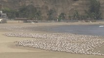 Au Pérou, des milliers d'oiseaux réinvestissent les plages avec le départ des baigneurs