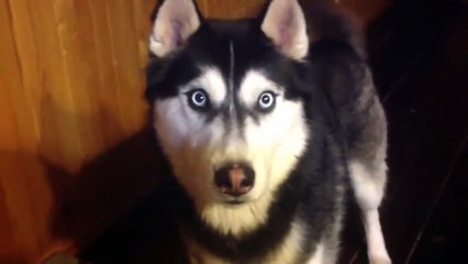 Husky Says, "I Love You"