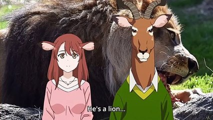 Lion meets with his girlfriend's parents | Murenase! Seton Gakuen (Seton Academy: Join the Pack!	)