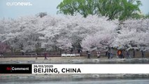 چین؛ تماشای شکوفه‌های بهاری پس از پایان قرنطینه