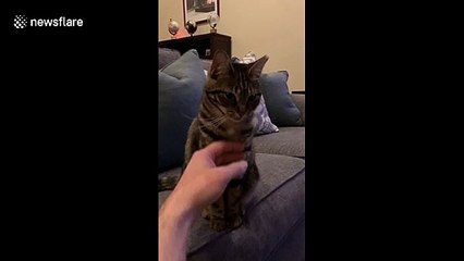 'Okay, enough' Finn the cat in Massachusetts is done with the cuddles and his human staying home