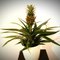 How to Grow a Pineapple—All You Need Is a Pineapple!