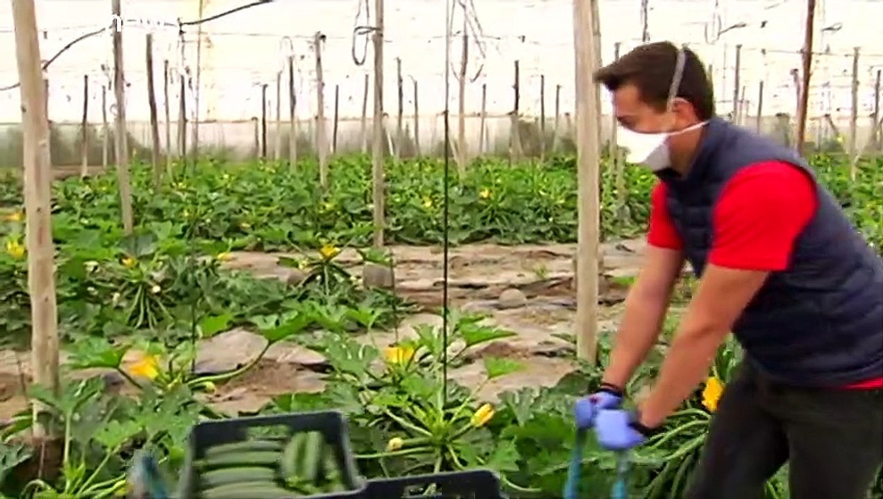 Probleme bei der Ernte: Landwirte klagen über Personalnot
