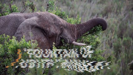 Long-Lived Mammals Hold Genetic Secrets of Aging