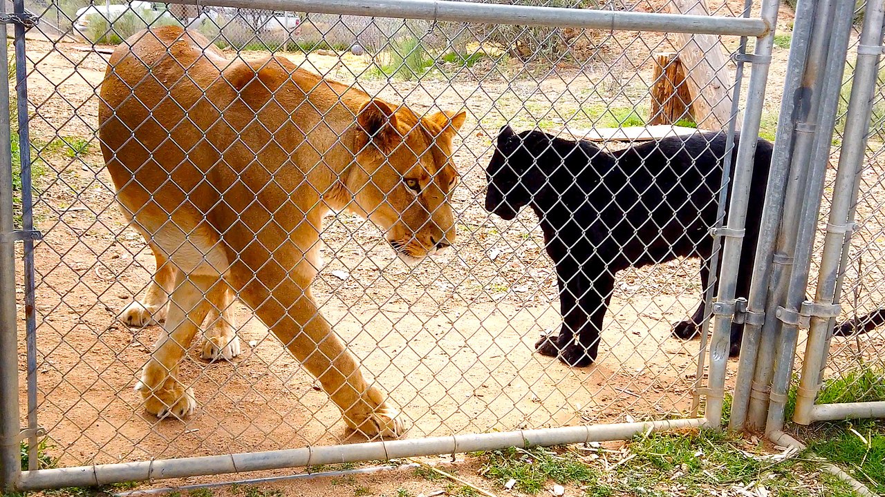 Meet the African Lion and Black Leopard at  Out of Africa Wildlife Park