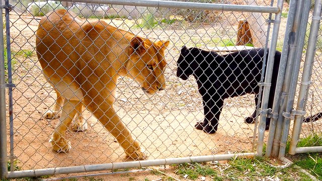 Meet the African Lion and Black Leopard at Out of Africa Wildlife Park