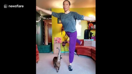 Adorable funny cat in Washington surprises her quarantined human doing ballet