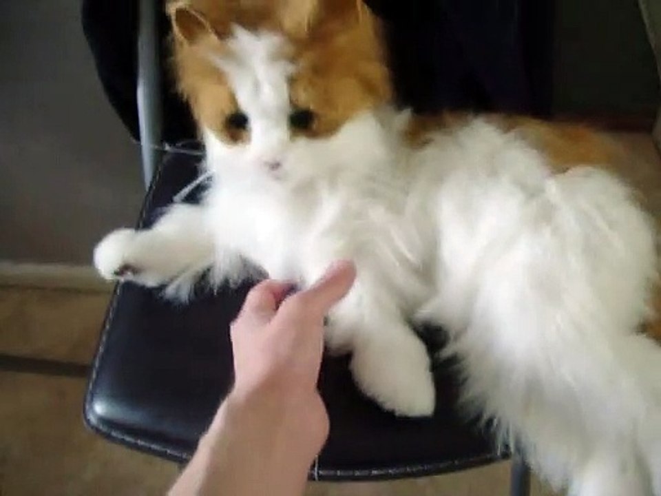 the loving cat