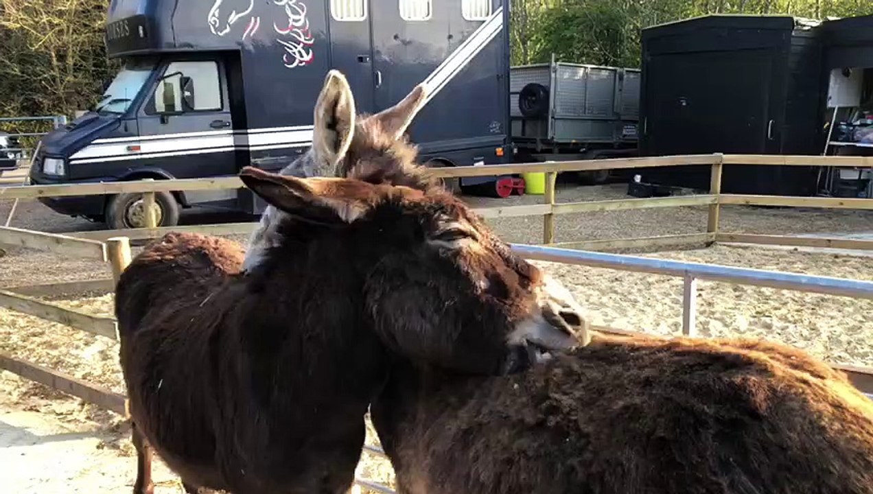 Hayling Island Donkey Sanctuary