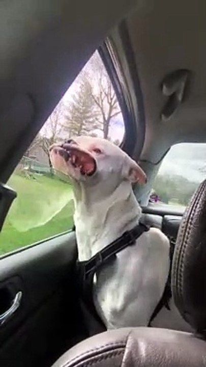 Bruce the Boxer on a Car Ride