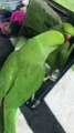 Cute Parrot Enjoys Dancing in the Mirror