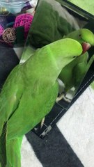 Cute Parrot Enjoys Dancing in the Mirror