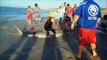 Des touristes sauvent un requin tigre piégé sur la plage