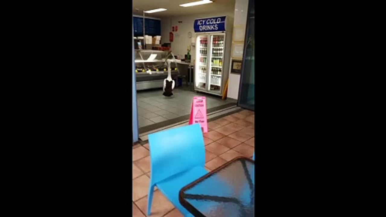 Les pelicans aussi font la queue pour faire leurs courses