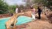 Des touristes retrouvent une girafe dans la piscine de leur villa en Namibie