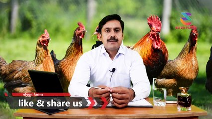How to start Dasi Murgi farming Part 01 (complete information about poultry farming)