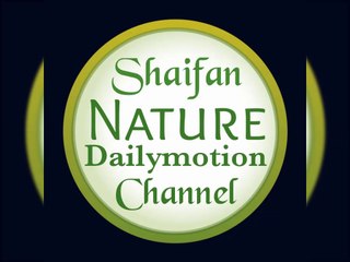 Nebula with Ancient background score 2020-03-23_21-19-02