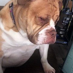 English Bulldog Doesn't Want Her Owner to Get Work Done