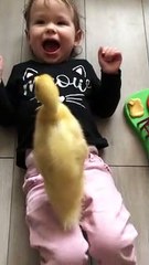 Baby Duck Stands on Top of a Laughing Toddler