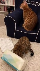 Cat Has a Heck of a Time Getting Unstuck from Tissue Box