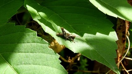 Música da Natureza - O canto dos grilos no bosque a noite 