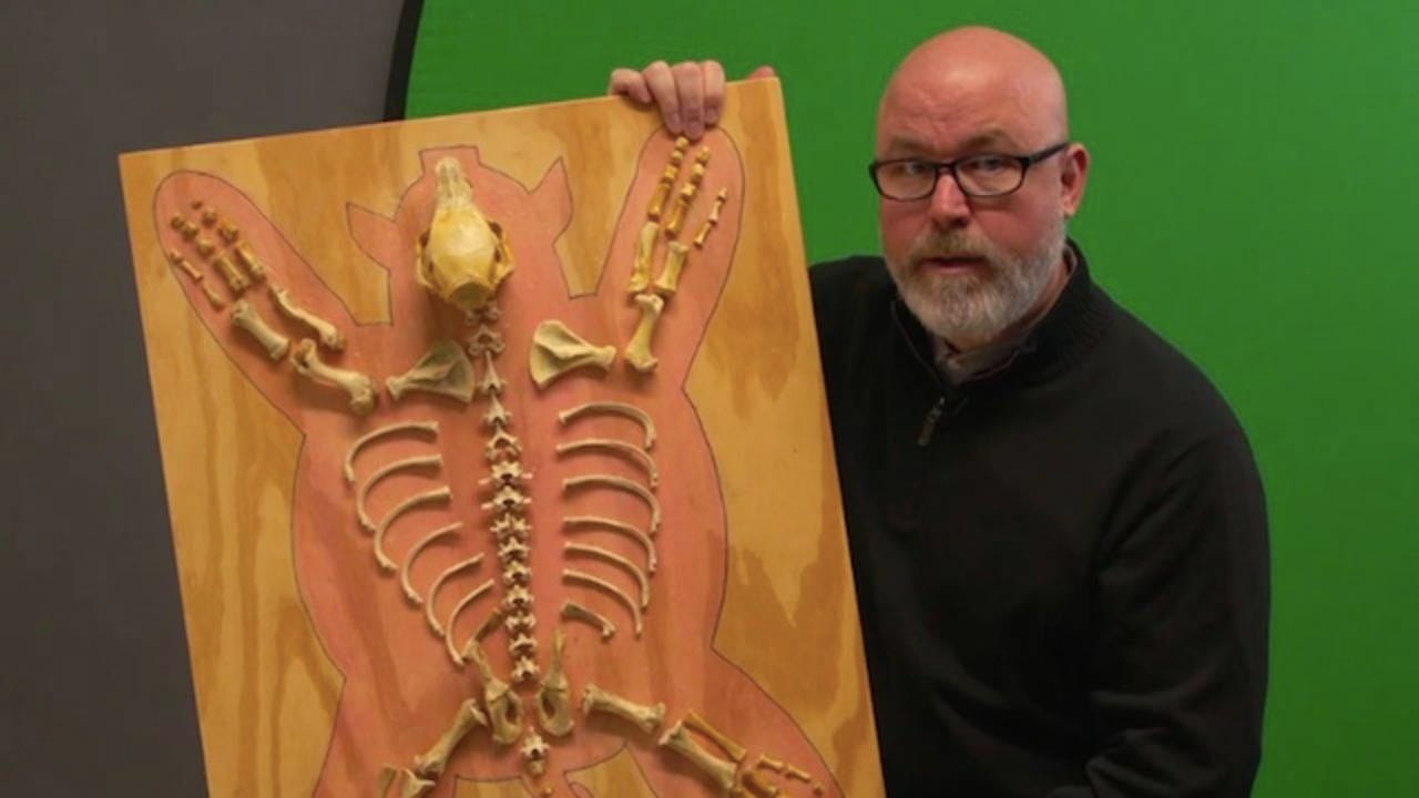 Extra Large: Scientific Skeleton in My Closet