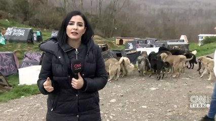 Evcil hayvanlar sokağa terk ediliyor!