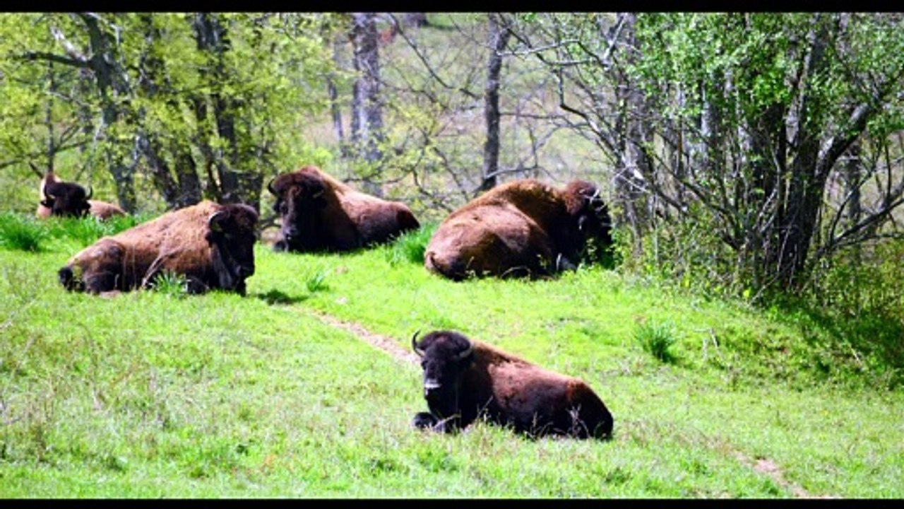 Video 11 US 60 Art Drop 2016 Road Trip day 5 Land Between Lakes Elk and Bison Prairie Bison & Wild Turkey