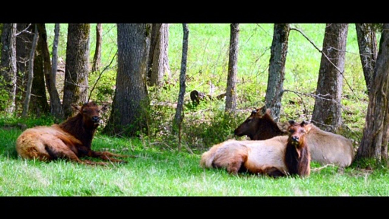 Video 12 US 60 Art Drop 2016 Road Trip day Five Land Between Lakes Elk and Bison Prairie Elk