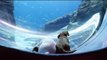 Georgia Aquarium: Puppies From Atlanta Humane Society Visit Georgia Aquarium During Coronavirus-Forced Closure