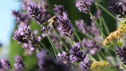 nature beauty/nature is amazing/Trideb paul/4k video/#natureisamazing