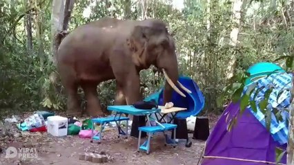 Elephant Tramples Through Campsite