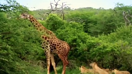 जिराफ VS लायन।। GIRAFFE VS LION|| GIRAFFE LION FIGHT
