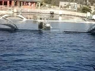 Marineland - Orques