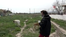 Akhisar'da sokak hayvanları unutulmadı