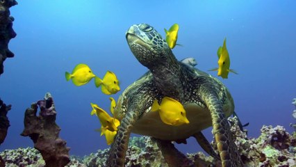 Earth's Tropical Islands episode 3 - Hawaii