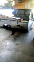 Cranky Chicken Fights Its Own Reflection