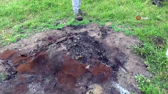 Arı ve balları ayılar değil, hırsızlar yok etmiş