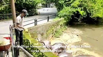 太平动物园70余员工如常照顾它们