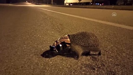 Kafasını kraker ambalajına sokan kirpi kurtarıldı