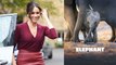 Duchess Of Sussex, Meghan Markle To Narrate Disneynature Documentary Elephant