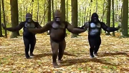 CHARI CHATTA PARI    MONKEY DANCE    TOO FUNNY