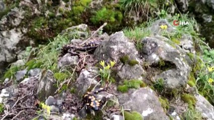 Tunceli'de "Benekli Anadolu Semenderi" ailesi görüntülendi