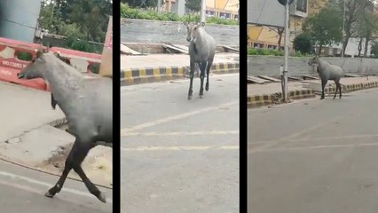 VIRAL VIDEO:सुनसान सड़क पर नोएडा के GIP मॉल के पास घूमती दिखी नीलगाय