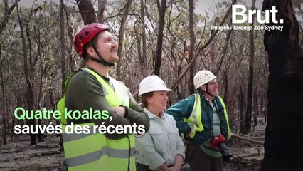 En Australie, les koalas sauvés des récents incendies retrouvent la liberté