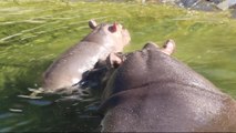Un bébé hippopotame mâle né le 12 février et sa mère Nema au zoo de Pairi Daiza