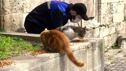 Belediyeler sokak hayvanlarına sahip çıkıyor - İSTANBUL
