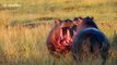 Angry hippos fight tooth-to-tooth for territory in South African national park