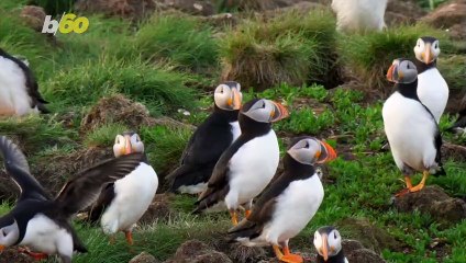 100,000 Puffins Return Home, Marking the Arrival of Spring